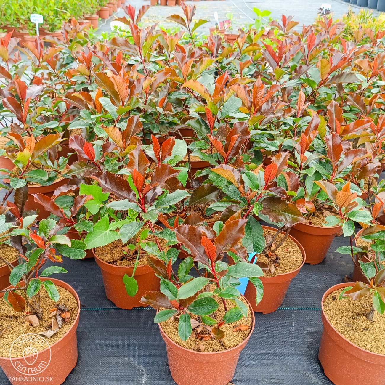 Obrázok Červienka Fraserova (Photinia × fraseri) ‘MAGICAL VOLCANO’® - výška 20-30, kont. C2L